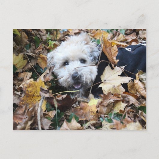 Herfst in herfst briefkaart (Voorkant)