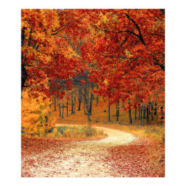 Herfst in het bos foto afdruk