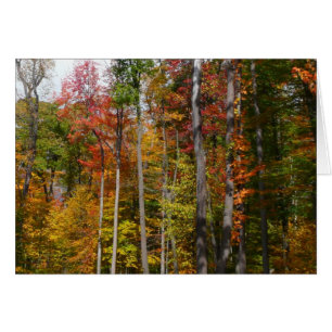 Herfst in het bos Kleurrijke herfstfotografie