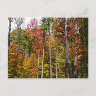 Herfst in het bos Kleurrijke herfstfotografie Briefkaart