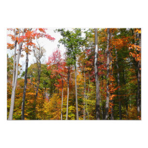 Herfst in het bos Kleurrijke herfstfotografie Foto Afdruk