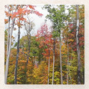 Herfst in het bos Kleurrijke herfstfotografie Glazen Onderzetter