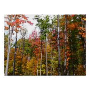 Herfst in het bos Kleurrijke herfstfotografie Perfect Poster