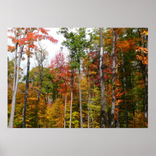 Herfst in het bos Kleurrijke herfstfotografie Poster