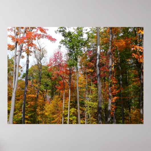 Herfst in het bos Kleurrijke herfstfotografie Poster (Voorkant)