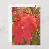 Herfst in het Briefkaart New England (Voorkant / Achterkant)