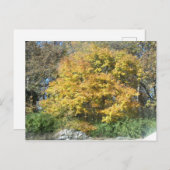 Herfst in het Midwesten Briefkaart (Voorkant / Achterkant)