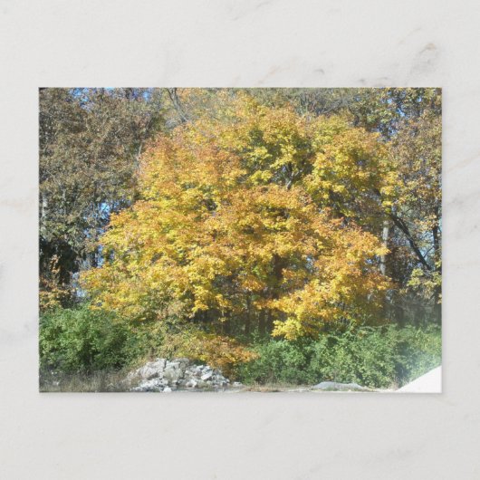 Herfst in het Midwesten Briefkaart (Voorkant)