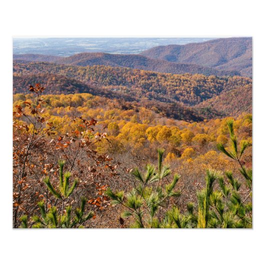Herfst in het Shenandoah National Park Foto Afdruk (Voorkant)