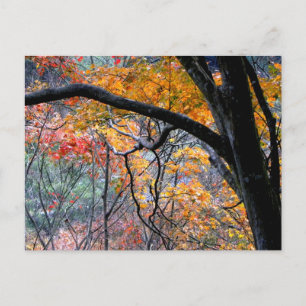Herfst in Love/Autumn Colors Briefkaart