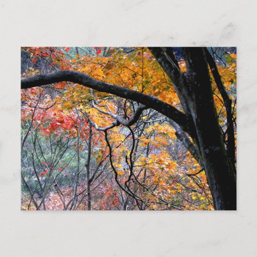 Herfst in Love/Autumn Colors Briefkaart (Voorkant)