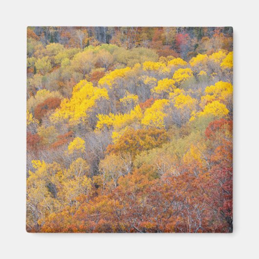 Herfst in Michigan Magneet (Voorkant)