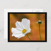 Herfst in North Conway New Hampshire Briefkaart (Voorkant / Achterkant)