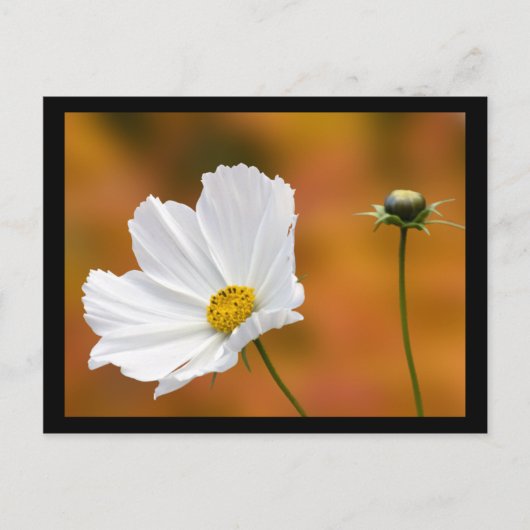 Herfst in North Conway New Hampshire Briefkaart (Voorkant)