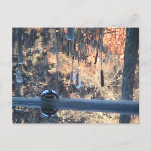 Herfst in Ohio Briefkaart (Voorkant)