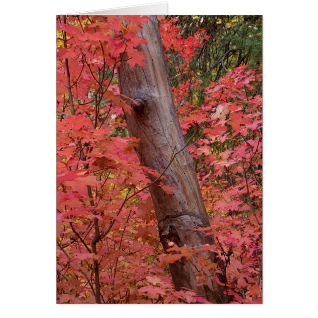 herfst in roze in Sedona (Voorkant)