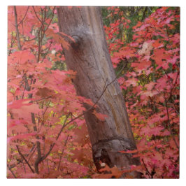 Herfst in roze in Sedona Tegeltje