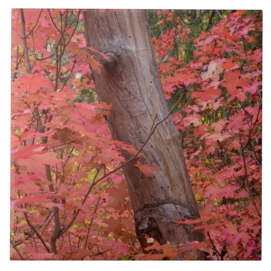 Herfst in roze in Sedona Tegeltje (Voorkant)