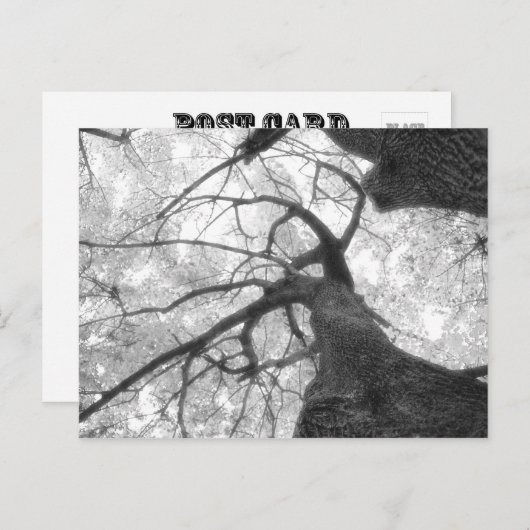 Herfst in zwart-wit Briefkaart (Voorkant / Achterkant)