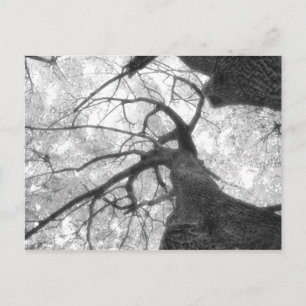 Herfst in zwart-wit Briefkaart