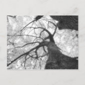 Herfst in zwart-wit Briefkaart (Voorkant)