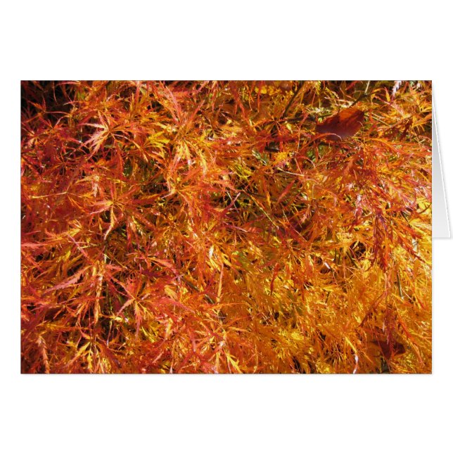 Herfst Japanse Maple (Voorkant Horizontaal)