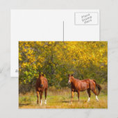 Herfst kastanjepaarden briefkaart (Voorkant / Achterkant)