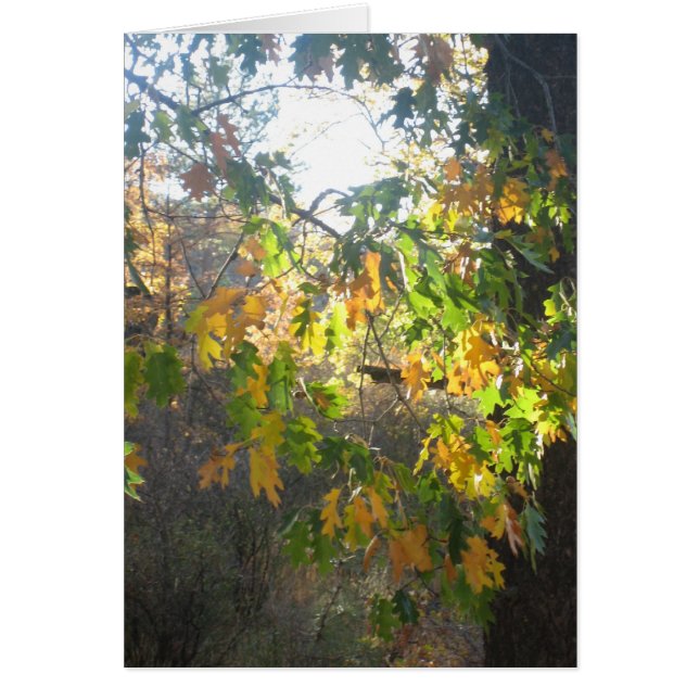 Herfst Kleur (Voorkant)