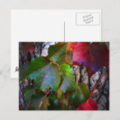 Herfst Kleur Briefkaart (Voorkant / Achterkant)