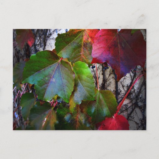 Herfst Kleur Briefkaart (Voorkant)