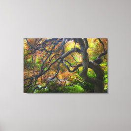 Herfst kleur Esdoorn bomen, Victoria, Brits 2 Canvas Afdruk