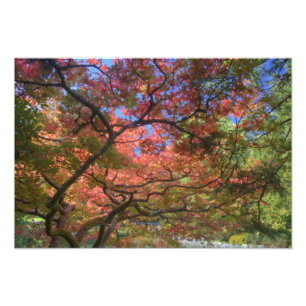 Herfst kleur Esdoorn bomen, Victoria, Brits 3 Foto Afdruk
