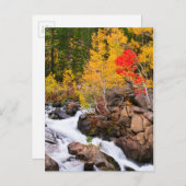 Herfst kleur langs bisschop Creek, CA Briefkaart (Voorkant / Achterkant)