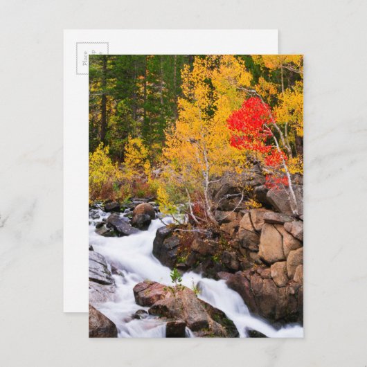 Herfst kleur langs bisschop Creek, CA Briefkaart (Voorkant / Achterkant)
