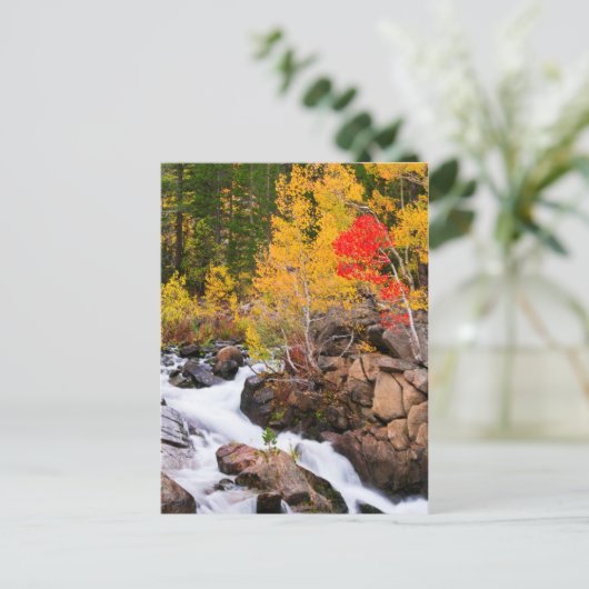 Herfst kleur langs bisschop Creek, CA Briefkaart (Staand voorkant)