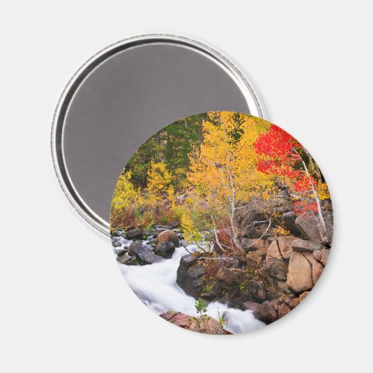 Herfst kleur langs bisschop Creek, CA Magneet (Voorkant / Achterkant)