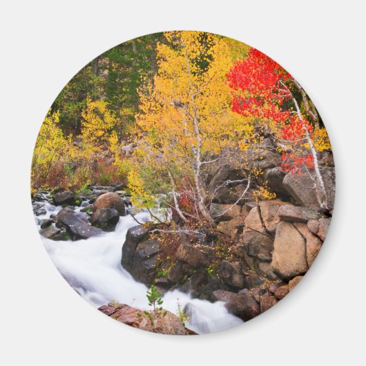 Herfst kleur langs bisschop Creek, CA Magneet (Voorkant)