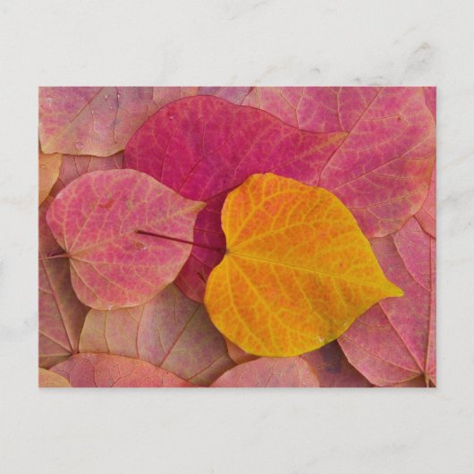 Herfst kleur op neergevallen bospijlstaaf briefkaart (Voorkant)
