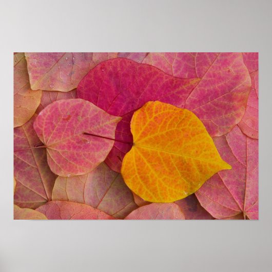 Herfst kleur op neergevallen bospijlstaaf poster (Voorkant)