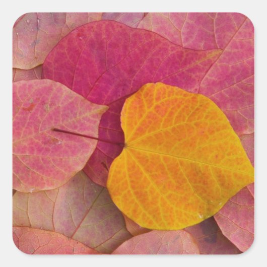 Herfst kleur op neergevallen bospijlstaaf vierkante sticker (Voorkant)