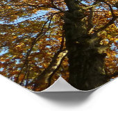 Herfst Kleurbos Poster (Hoek)