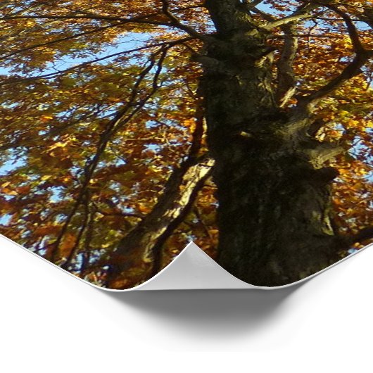 Herfst Kleurbos Poster (Hoek)