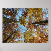 Herfst Kleurbos Poster (Voorkant)