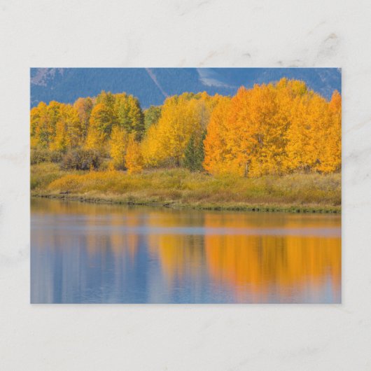 Herfst Kleurrijke Espenbomen Briefkaart (Voorkant)
