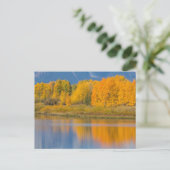 Herfst Kleurrijke Espenbomen Briefkaart (Staand voorkant)