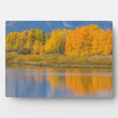 Herfst Kleurrijke Espenbomen Fotoplaat (voorkant)