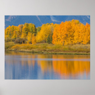 Herfst Kleurrijke Espenbomen Poster