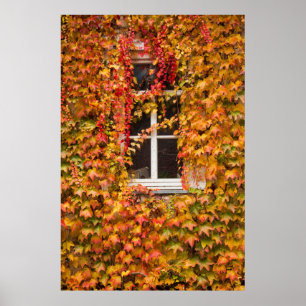 Herfst Klimop Bedekt Gebouw Poster
