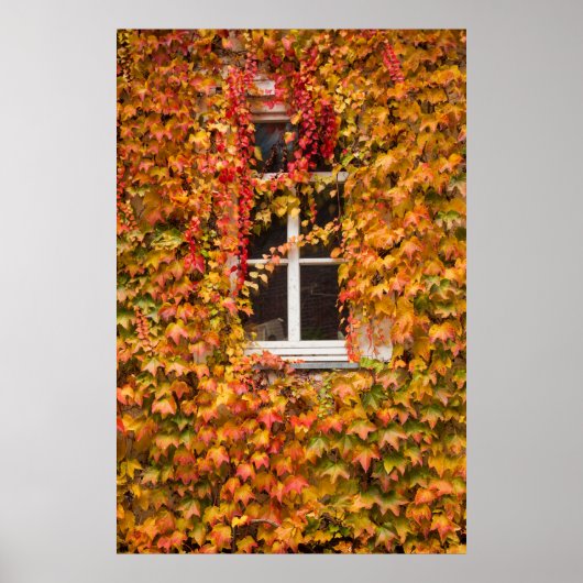 Herfst Klimop Bedekt Gebouw Poster (Voorkant)