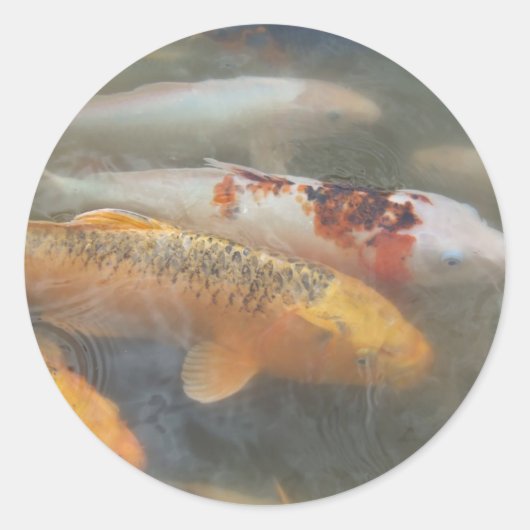 Herfst Koi Ronde Sticker (Voorkant)